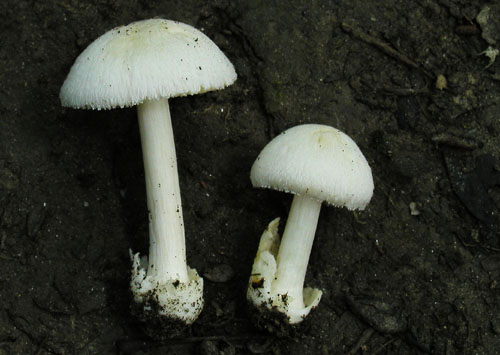 pošvovec smrekový Volvariella hypopithys (Fr.) Shaffer