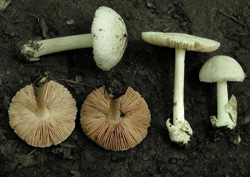 pošvovec smrekový Volvariella hypopithys (Fr.) Shaffer