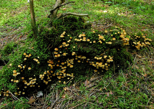 tanečnička zvončekovitá Xeromphalina campanella (Batsch) Maire