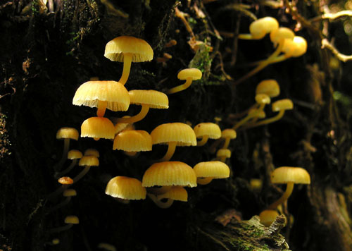 tanečnička zvončekovitá Xeromphalina campanella (Batsch) Maire