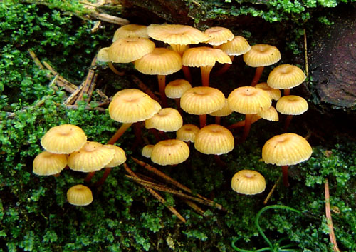 tanečnička zvončekovitá Xeromphalina campanella (Batsch) Maire