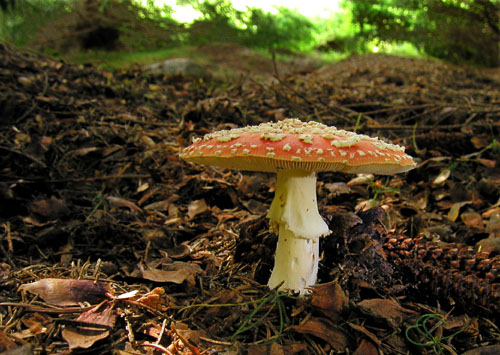 muchotrávka červená Amanita muscaria (L.) Lam.