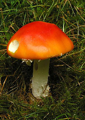 muchotrávka červená holá Amanita muscaria var. aureola (Kalchbr.) Quél.