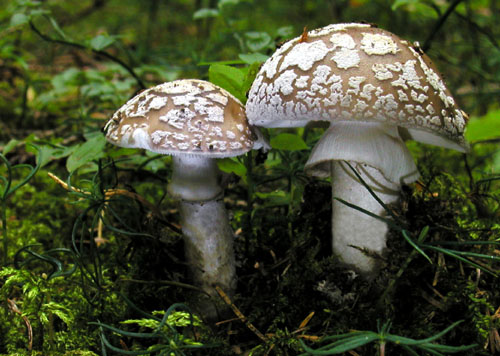 muchotrávka hrubá Amanita excelsa (Fr.) Bertill.