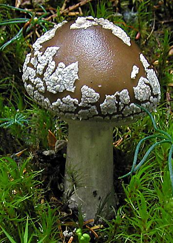 muchotrávka hrubá Amanita excelsa (Fr.) Bertill.