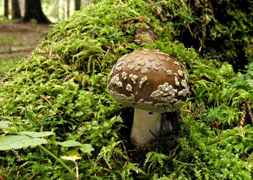 muchotrávka Amanita sp.