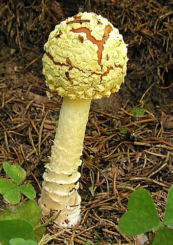 muchotrávka kráľovská Amanita regalis (Fr.) Michael