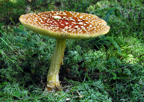 muchotrávka kráľovská Amanita regalis (Fr.) Michael