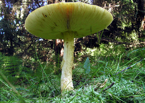 muchotrávka kráľovská Amanita regalis (Fr.) Michael