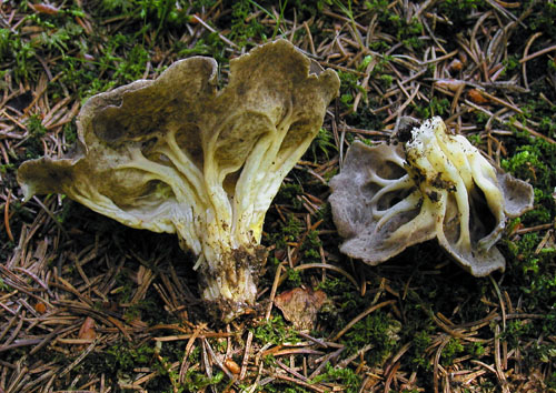 chriapač kalíškovitý Helvella acetabulum (L.) Quél.