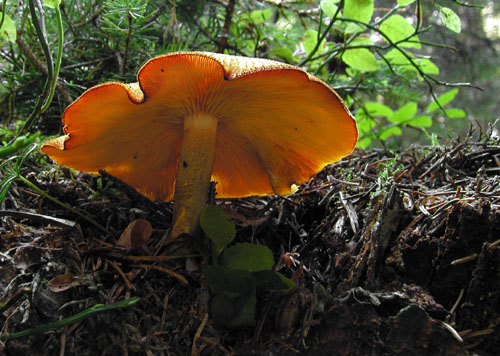 čírovec ozdobný Tricholomopsis decora (Fr.) Singer