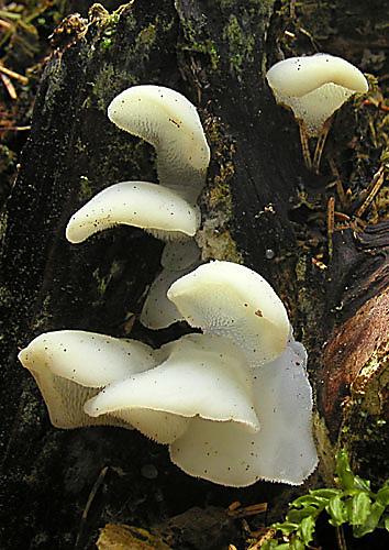 pajelenka želatínová Pseudohydnum gelatinosum (Scop.) P. Karst.