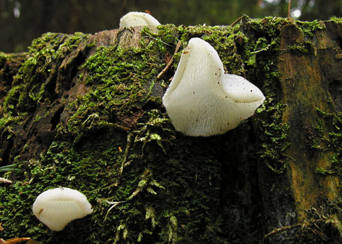 pajelenka želatínová Pseudohydnum gelatinosum (Scop.) P. Karst.