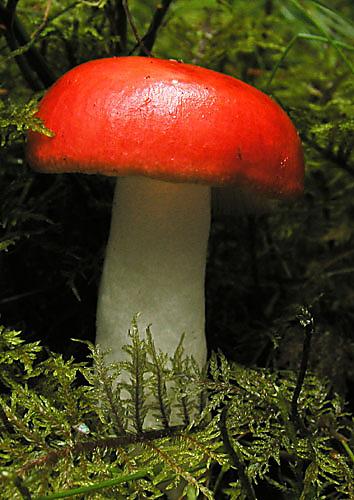 plávka škodlivá Russula emetica (Schaeff.) Pers.