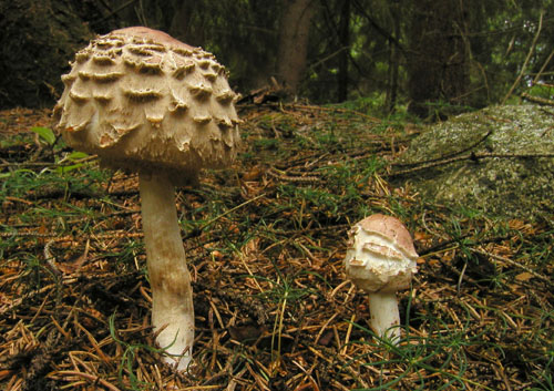 bedľa červenejúca Chlorophyllum rachodes (Vittad.) Vellinga