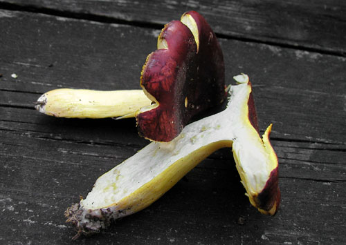 plávka zlatožltá Russula aurea Pers.