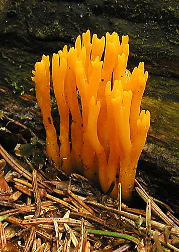 parôžkovec lepkavý Calocera viscosa (Pers.) Fr.