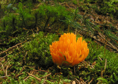 parôžkovec lepkavý Calocera viscosa (Pers.) Fr.