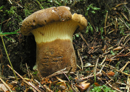 čechračka tmavohlúbiková Tapinella atrotomentosa (Batsch) Šutara