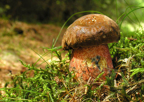 hríb zrnitohlúbikový Sutorius luridiformis (Rostk.) G. Wu & Zhu L. Yang