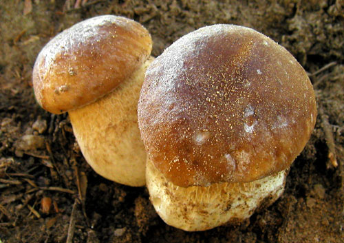 hríb smrekový Boletus edulis Bull.