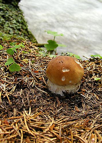 hríb smrekový Boletus edulis Bull.