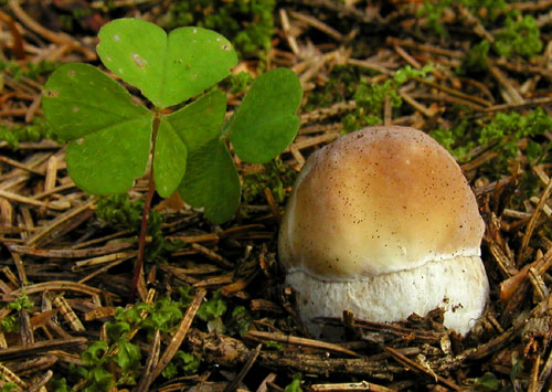 hríb smrekový Boletus edulis Bull.