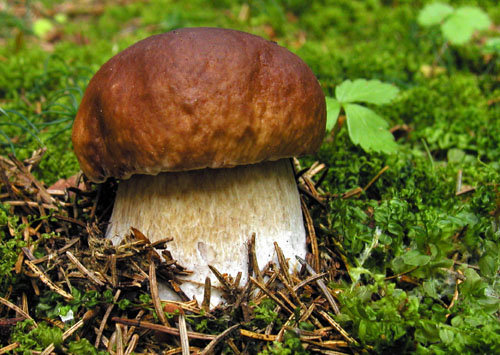 hríb smrekový Boletus edulis Bull.