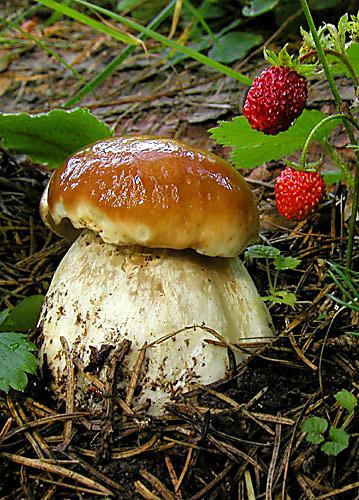 hríb smrekový Boletus edulis Bull.