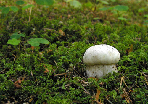 hríb smrekový Boletus edulis Bull.