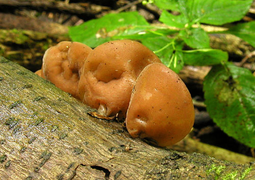 uchovec bazový Auricularia auricula-judae (Bull.) Quél.