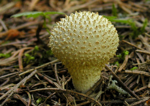 prášnica bradavičnatá Lycoperdon perlatum Pers.