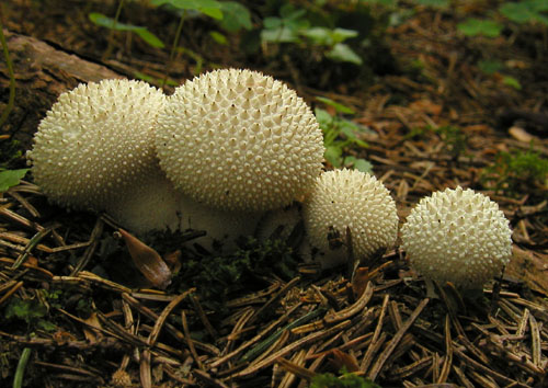 prášnica bradavičnatá Lycoperdon perlatum Pers.