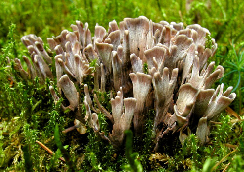 plesňovka smradľavá Thelephora palmata (Scop.) Fr.