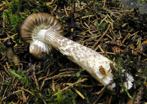 šťavnačka olivovohnedá Hygrophorus olivaceoalbus (Fr.) Fr.