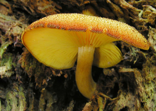 čírovec ozdobný Tricholomopsis decora (Fr.) Singer