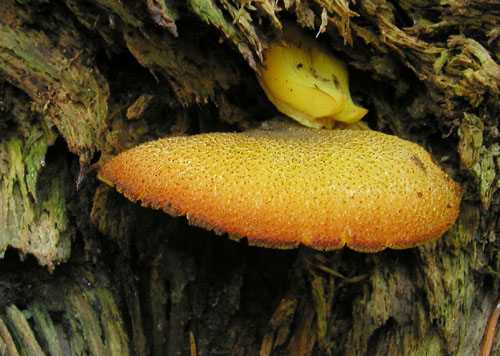 čírovec ozdobný Tricholomopsis decora (Fr.) Singer