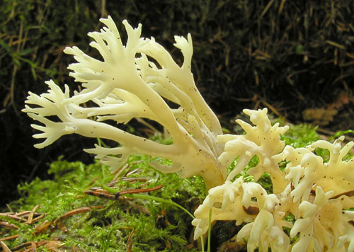 konárovka hrebenitá Clavulina coralloides (L.) J. Schröt.