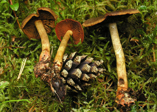 pavučinovec krvavolupeňový Cortinarius semisanguineus (Fr.) Gillet