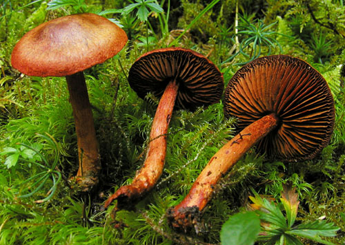 pavučinovec krvavý Cortinarius sanguineus (Wulfen) Fr.