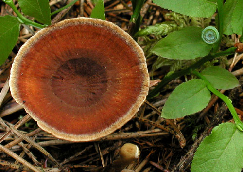 kožovník pásikavý Coltricia perennis (L.) Murrill