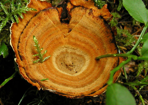 kožovník pásikavý Coltricia perennis (L.) Murrill