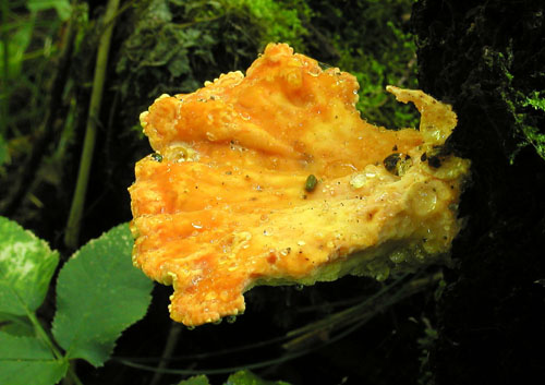 sírovec obyčajný Laetiporus sulphureus (Bull.) Murrill