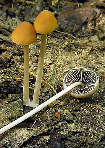 drobuľka Psathyrella sp.