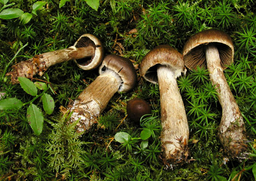 pavučinovec tmavohnedý Cortinarius brunneus (Pers.) Fr.