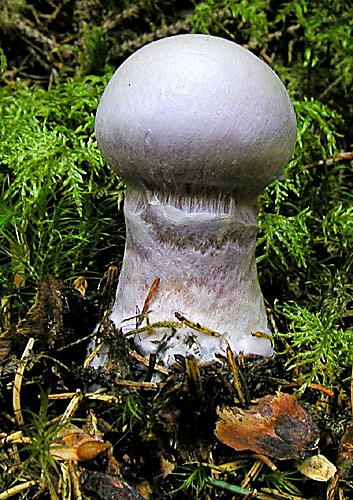 pavučinovec smradľavý Cortinarius traganus (Fr.) Fr.