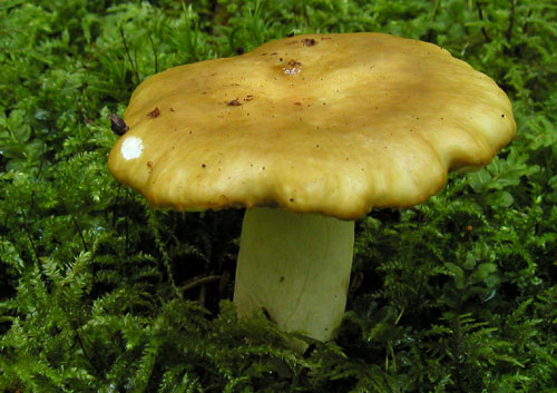 plávka hlinovožltá Russula ochroleuca Fr.