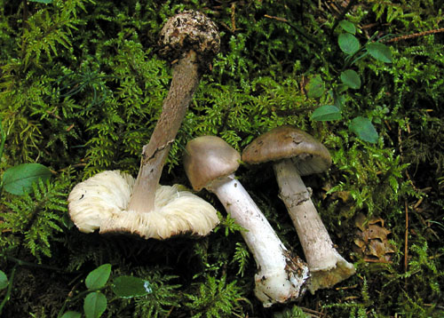 muchotrávka porfýrovosivá Amanita porphyria Alb. & Schwein.