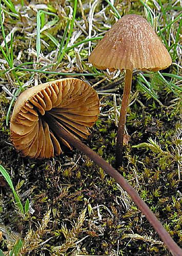 kapucňovec útly Conocybe tenera