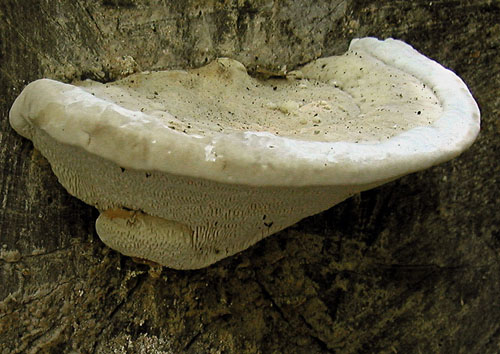 trúdnikovec hrbatý Trametes gibbosa (Pers.) Fr.